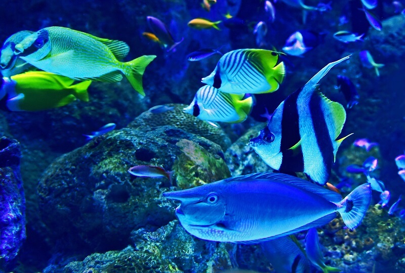 水族館