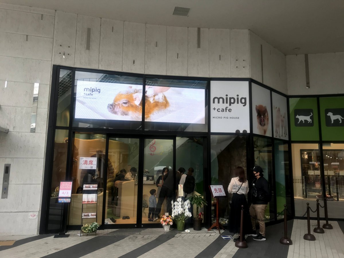 mipig cafe
