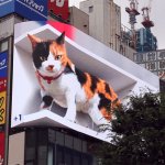 新宿猫