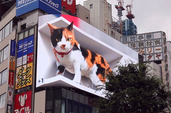 新宿猫
